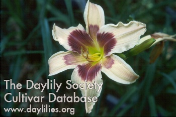 Daylily Ashby Pettigrew